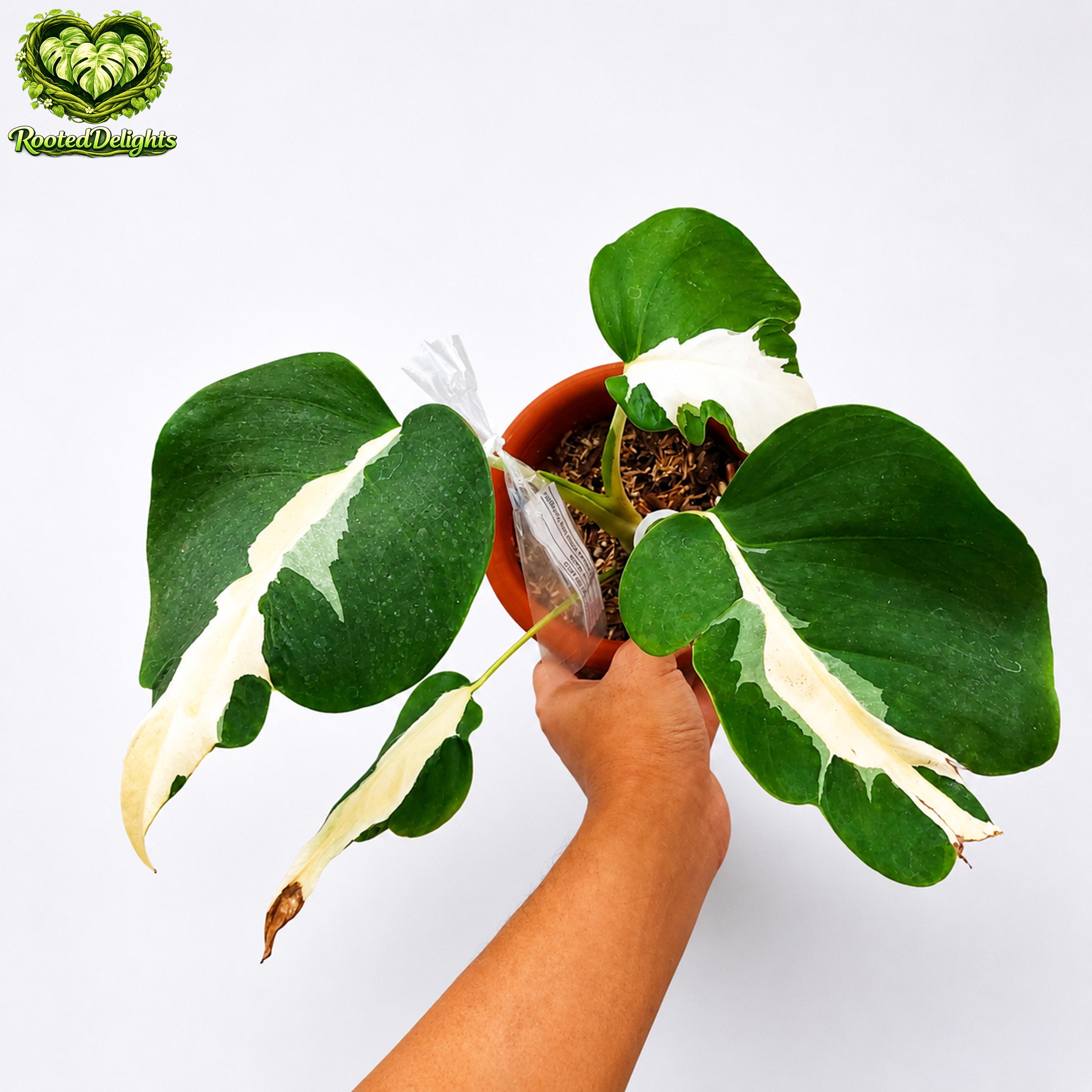 Monstera white lava - Etsy 日本