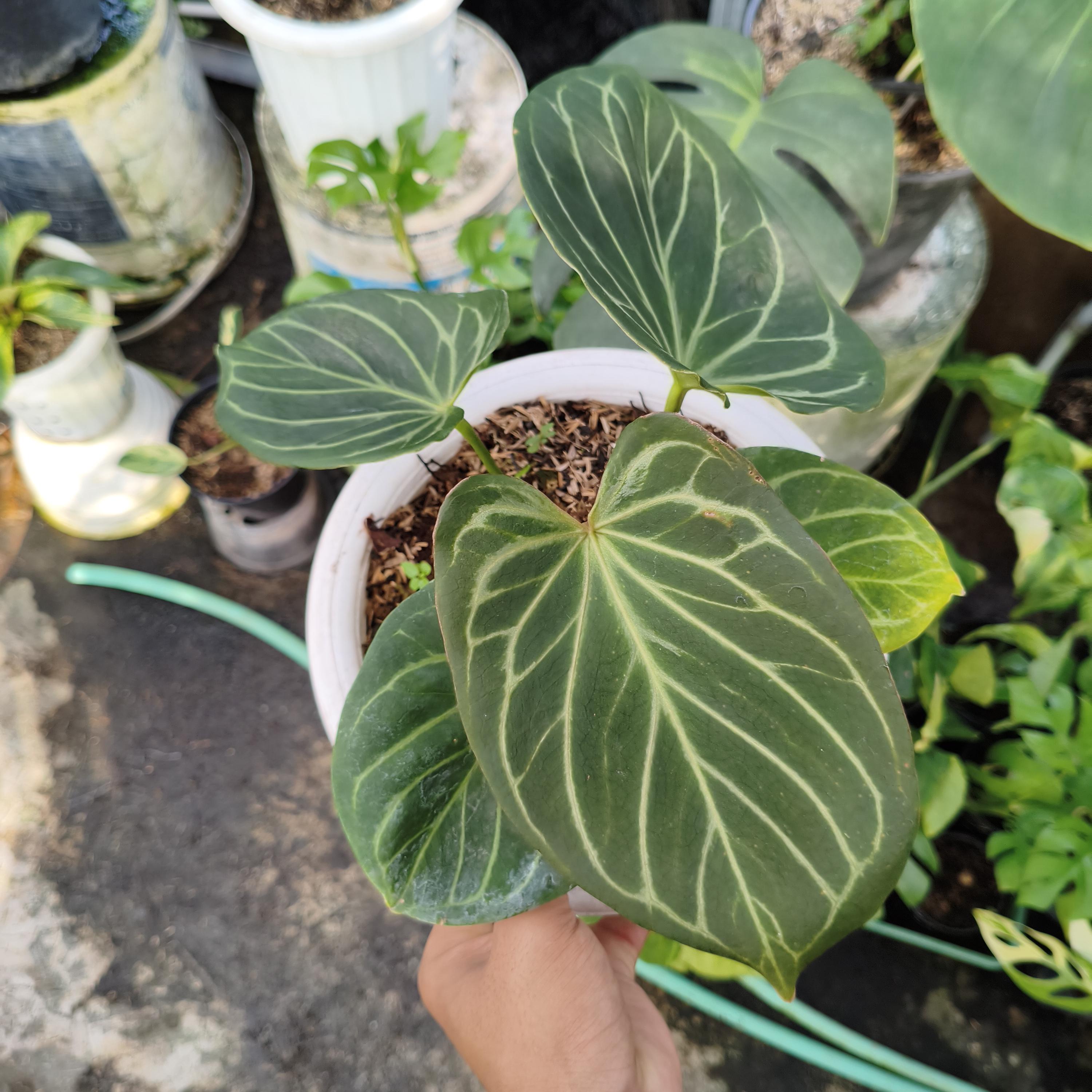 Anthurium King of Spades KOS Butterfly Hu Plant - Etsy