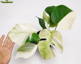 Monstera Jungle mintbonte kamerplant
