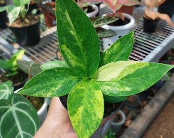 Anthurium Jenmani Bunt Pflanze Outdoor