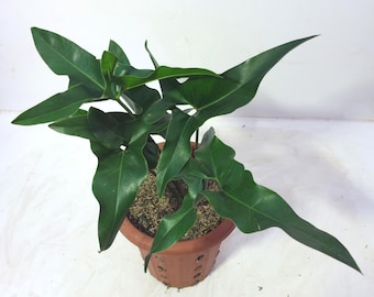 Thaumatophyllum Angela Wohndeko Lebende Pflanze