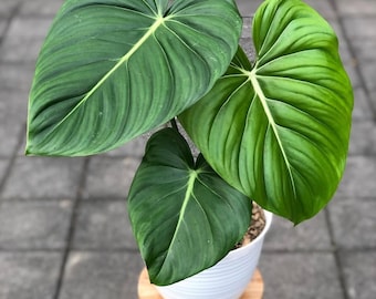 Philodendron MCdowell Giant Leaf Freilandpflanze