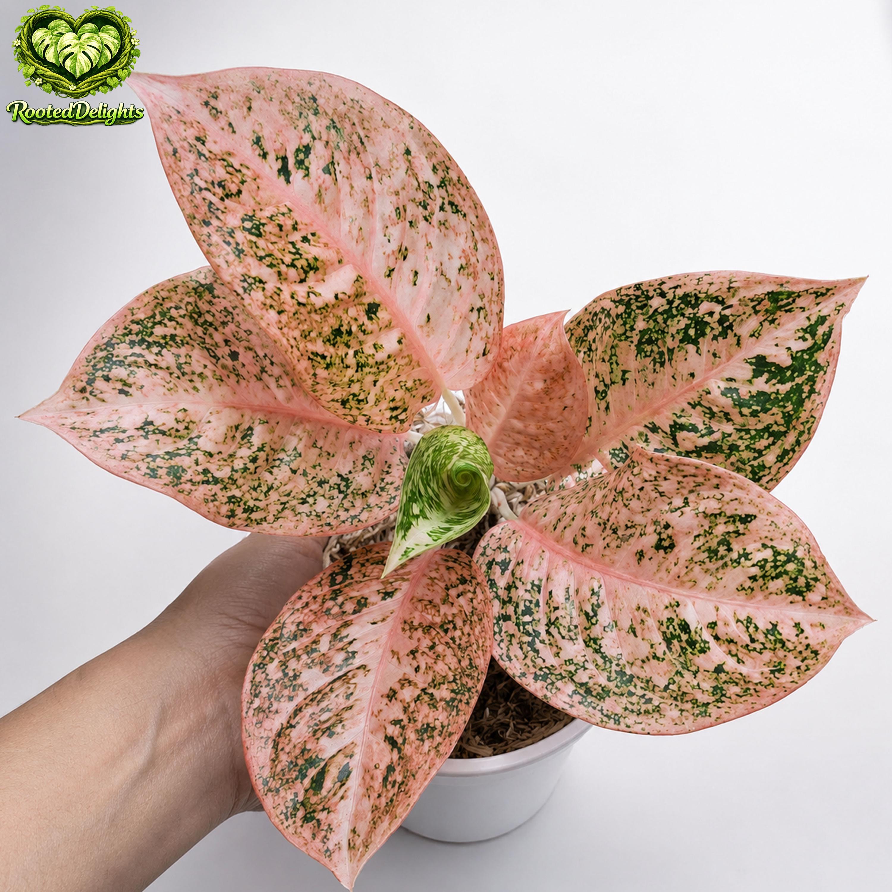 Aglaonema rare plant - Etsy 日本