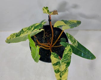 Philodendron Billietiae bunte Zimmerpflanze