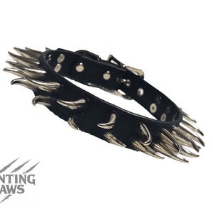 Può includere: Collare in pelle nera con punte color argento. Il collare ha una chiusura con fibbia ed è decorato con rivetti multipli. Il logo Daunting Claws è visibile in basso a sinistra.