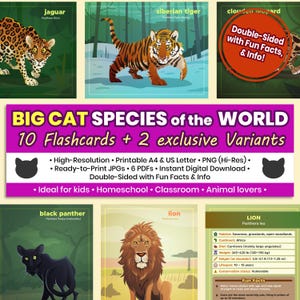 May include: A set of educational flashcards featuring illustrations of big cat species, including a jaguar, Siberian tiger, and lion. The cards are double-sided with facts and information, ideal for kids and animal lovers. The set includes 10 flashcards and 2 exclusive variants.