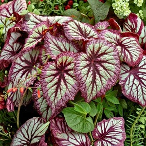 May include: Close-up of begonia leaves. The leaves display a striking pattern of deep burgundy, light green, and white, with prominent veining. The plant has a lush appearance, with some small red flowers visible.