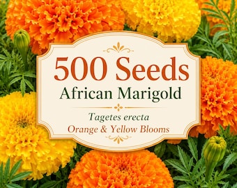 500 African Marigold Seeds – Tagetes erecta Giant Orange & Yellow Flowers, Easy Grow Annual, Long Blooming Garden Flower Seeds