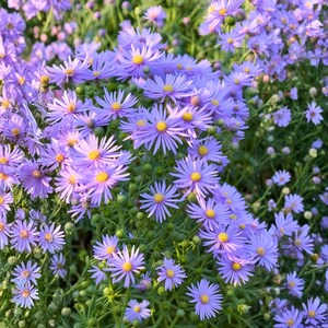 Könnte beinhalten: Nahaufnahme eines Clusters hellvioletter Asternblüten mit gelben Zentren. Die Blüten haben viele dünne Blütenblätter und sind von grünem Laub umgeben. Das Bild ist gut beleuchtet und zeigt die Details der Blüten.