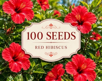 100 Red Hibiscus Seeds | Hibiscus rosa-sinensis | Tropical Red Flower Seeds | Non-GMO Garden Flowers | Bright Summer Blooms