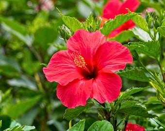 ピンクオレンジレッドハイビスカス20粒の種、花、庭、植え付け