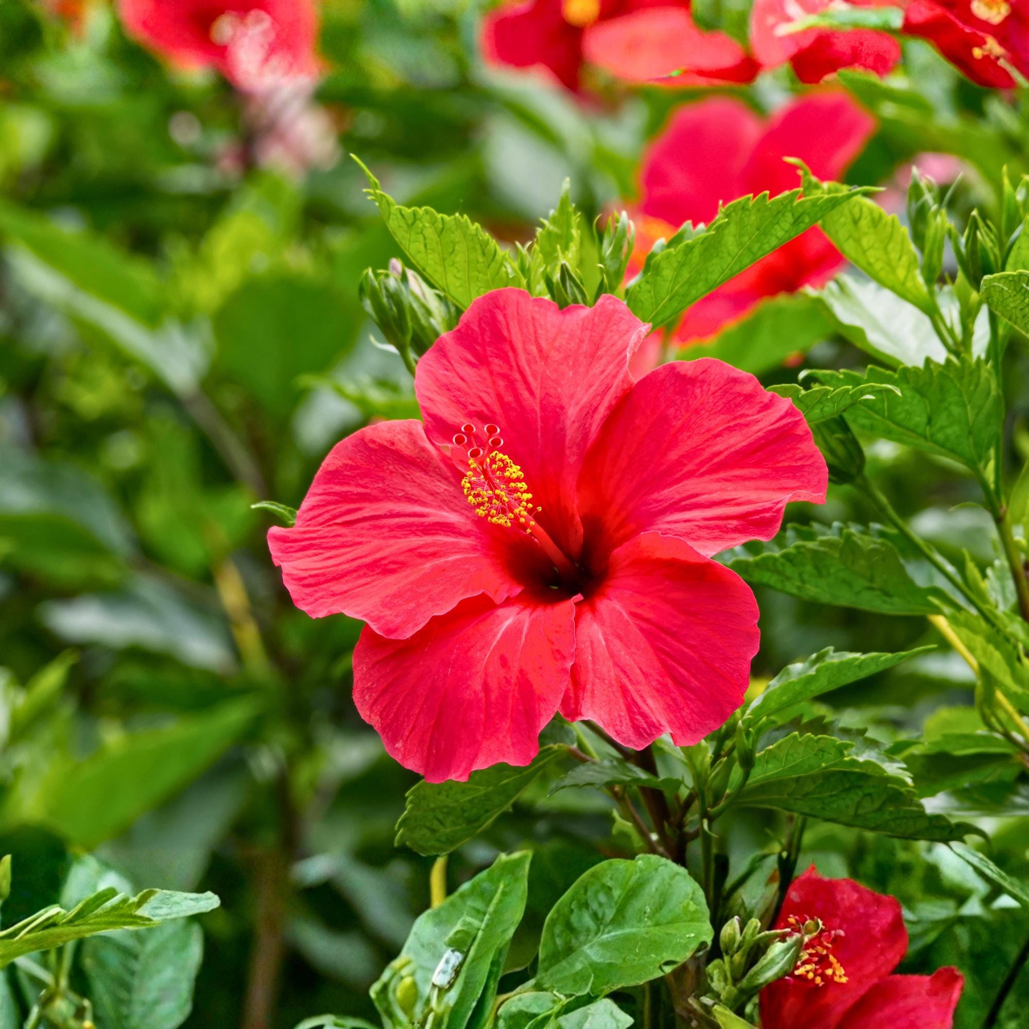 Hibiscus seeds for planting - Etsy 日本