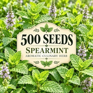 Puede incluir: Una etiqueta rectangular de color crema con bordes decorativos que presenta el texto 500 SEEDS SPEARMINT AROMATIC CULINARY HERB, rodeada de vibrantes hojas de menta verde y espigas altas y delgadas de pequeñas flores moradas.