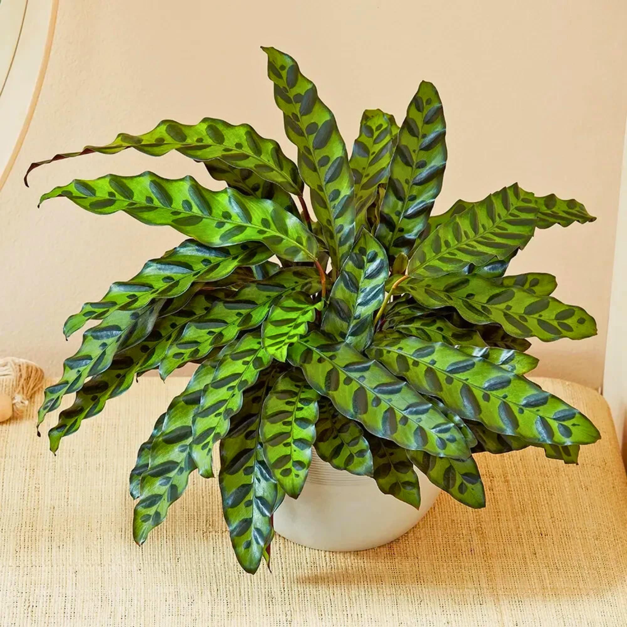 Calathea seeds - Etsy.de
