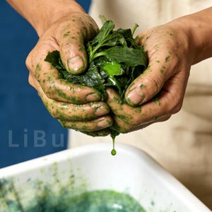 May include: Hands holding a bundle of fresh, green leafy herbs, covered in green liquid. A single drop of green liquid is falling from the hands. A white container filled with green liquid and herbs is in the foreground.