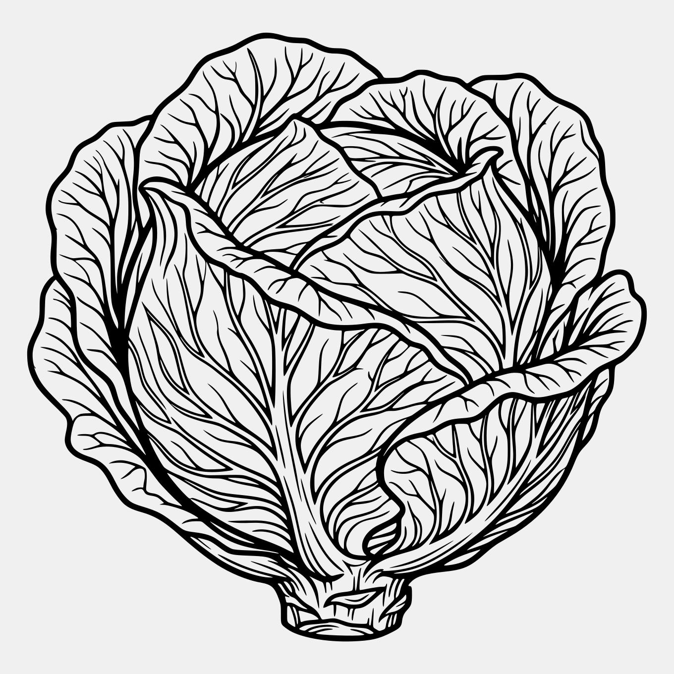 Cabbage SVG PNG: Line Art Cut File for Cricut Silhouette Vinyl Decal T ...