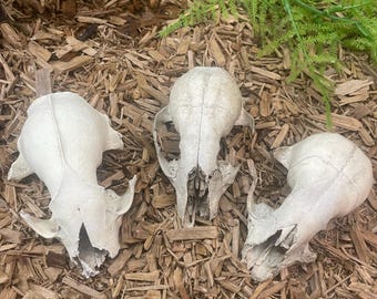 3 ethically sourced Raccoon skulls. (All 3 skulls included)