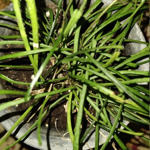 Hoya Retusa - Full Plant - Bare Root