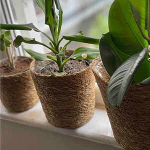 Peut inclure: Trois plantes en pot dans des paniers cylindriques en jonc de mer tressé. Les paniers présentent une construction en fibres texturées de couleur beige naturel. Chaque plante possède un feuillage vert distinct, incluant une succulente.