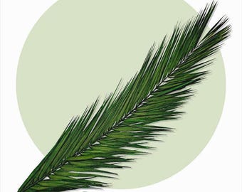 10 prawdziwych, zakonserwowanych liści palmowych, 120/150/180 cm - ilość można zwiększyć w koszyku na końcu.