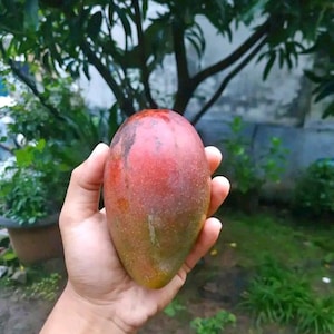 Miyazaki Mango Ympad Planta (Mangifera indica) Levande Fruktplanta Internationell Frakt