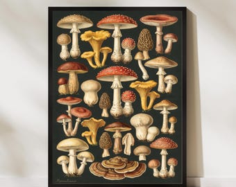 May include: A framed botanical print displaying various mushrooms in brown, red, yellow, and white against a dark green backdrop. The print showcases detailed illustrations of different mushroom species, highlighting their unique shapes and textures. The print is enclosed in a black frame.