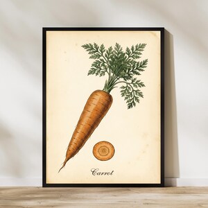 Carrot Botanical Print Vintage Vegetable Wall Art Kitchen Decor Antique Carrot Illustration Farmhouse Vegetable Poster Dining Room