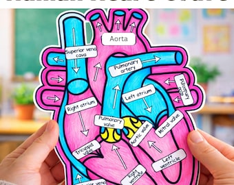 Manualidad de anatomía del corazón humano, etiquetado, recortar y pegar (4.º a 6.º grado) Diagrama del sistema cardiovascular, actividad científica