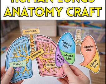 Manualidad, etiquetado, cuestionario y actividad de recortar y pegar sobre la anatomía de los pulmones humanos (4.º a 6.º grado)
