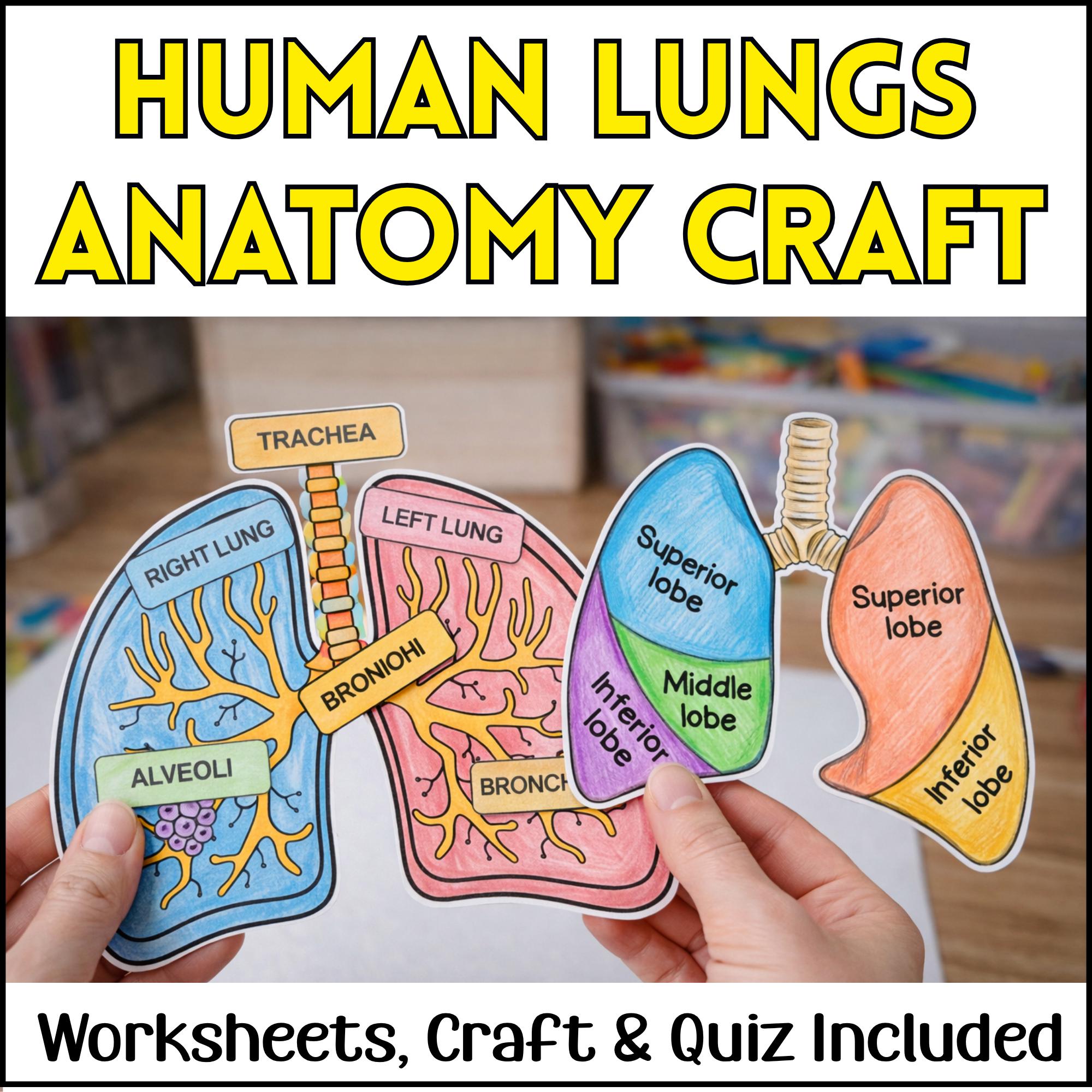 Human Lungs Anatomy Craft, Labeling, Quiz, Cut and Paste Activity ...