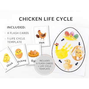 Chicken Life Cycle Activity Printable | Preschool Science Craft and Flashcards