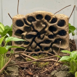 Pode incluir: Uma estrutura retangular porosa de cor bege com numerosas aberturas irregulares, posicionada dentro de um terrário com plantas verdes de folhas, galhos castanhos finos, terra escura e musgo na base do recinto.