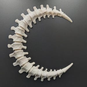 May include: A crescent-shaped articulated spine model made of off-white material. The structure consists of multiple individual vertebrae segments connected to allow for flexible movement, forming a curved shape resembling a moon or a tail.