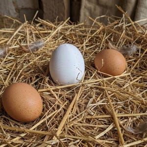 Könnte beinhalten: Drei Eier liegen in einem Strohbett, darunter ein weißes und zwei braune Eier. Sie sind von trockenem Stroh und ein paar kleinen Federn umgeben. Die Szene hat eine rustikale, naturverbundene Ästhetik.