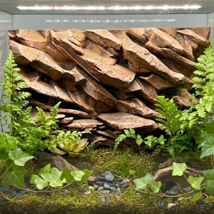 Könnte beinhalten: Ein Glasterrarium mit einem strukturierten braunen Holzhintergrund, grünen Farnen, Efeuranken und einer Sukkulente, gepflanzt in Erde, die mit Moos und kleinen dunklen Kieselsteinen bedeckt ist. Das Gehäuse verfügt über eine integrierte Lichtleiste.