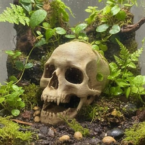 Pode incluir: Um crânio humano bege está em um terrário, cercado por plantas verdes, musgo e pequenos cogumelos. O crânio tem dentes e órbitas oculares visíveis. O terrário está fechado em um recipiente de vidro.