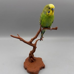 Pode incluir: Um periquito verde e amarelo empoleirado num galho de árvore artificial castanho. O pássaro tem cabeça amarela e marcas azuis. O galho está preso a uma base castanha, criando um poleiro decorativo para pássaros.