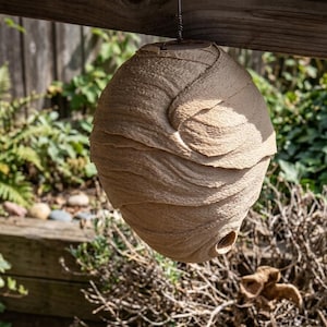 May include: A spherical wasp nest, made of a tan, paper-like material, hanging from a wooden beam. The nest has a layered design and a small opening. Green foliage and a wooden fence are visible in the background.