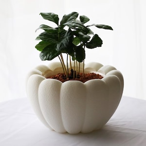 May include: A white, scalloped-edge planter pot holding a small green plant. The plant has dark green leaves and brown stems. The pot is sitting on a white surface.