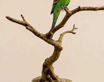 Posatoio per uccelli stampato in 3D - Ramo d'albero naturale regolabile per uccelli di piccola taglia, supporto modulare da tavolo per uccelli, accessorio personalizzabile per posatoio per parrocchetti