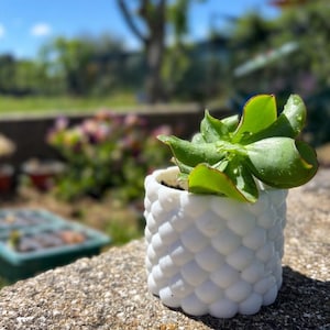 Peut inclure: Petit pot en céramique blanche texturée avec une plante succulente. Le pot présente un motif en forme d'écailles et est rempli de terre et d'une succulente verte. L'arrière-plan est flou, montrant un cadre extérieur ensoleillé.