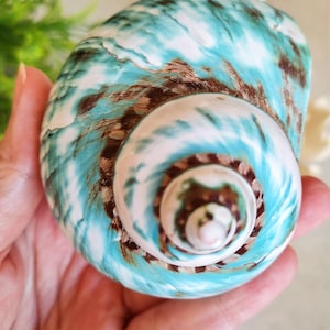 Könnte beinhalten: Eine große, spiralförmige Muschel mit einem auffälligen Muster aus Türkis, Braun und Weiß. Die Oberfläche der Muschel hat ein strukturiertes Aussehen, und die Farben verschmelzen in einem natürlichen, organischen Design. Die Muschel wird in einer Hand gehalten.