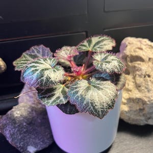 Saxifraga Stolonifera (Strawberry Begonia), 3" pot houseplant or terrarium plant