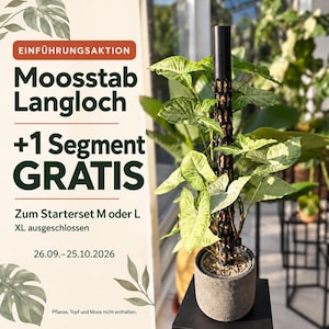 Könnte beinhalten: Ein schwarzer, zylindrischer Pflanzenstab mit Gitterdesign in einem grauen, strukturierten Topf mit einer grün-weiß panaschierten Syngonium-Pflanze. Das Bild enthält deutschen Text zu einer Einführungsaktion für dieses Pflanzenzubehör.