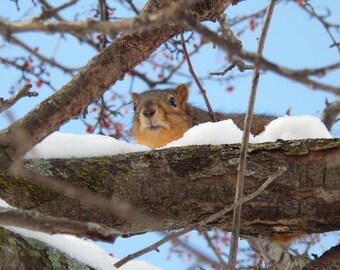 Arte de pared, invierno, naturaleza, rústico.