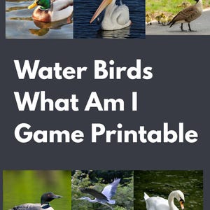 May include: A printable game featuring images of water birds: a duck, pelican, goose with goslings, loon, heron in flight, and a swan. The text "Water Birds What Am I Game Printable" is displayed in large white letters.