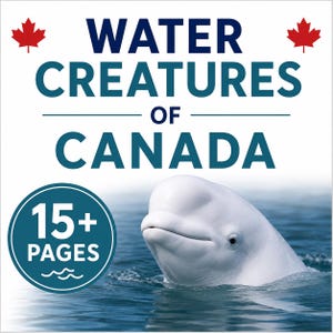 May include: A white book cover titled WATER CREATURES OF CANADA in dark blue and teal text, featuring two red maple leaf icons and a photograph of a white beluga whale in blue water. A teal circle badge indicates 15+ PAGES with wave icons.