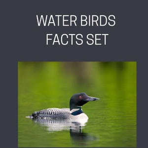 Peut inclure: Un oiseau aquatique noir et blanc avec un œil rouge nage sur un lac vert. L'oiseau a une tête et un cou noirs, un ventre blanc et un dos à motifs. Le texte "WATER BIRDS FACTS SET" est en haut.