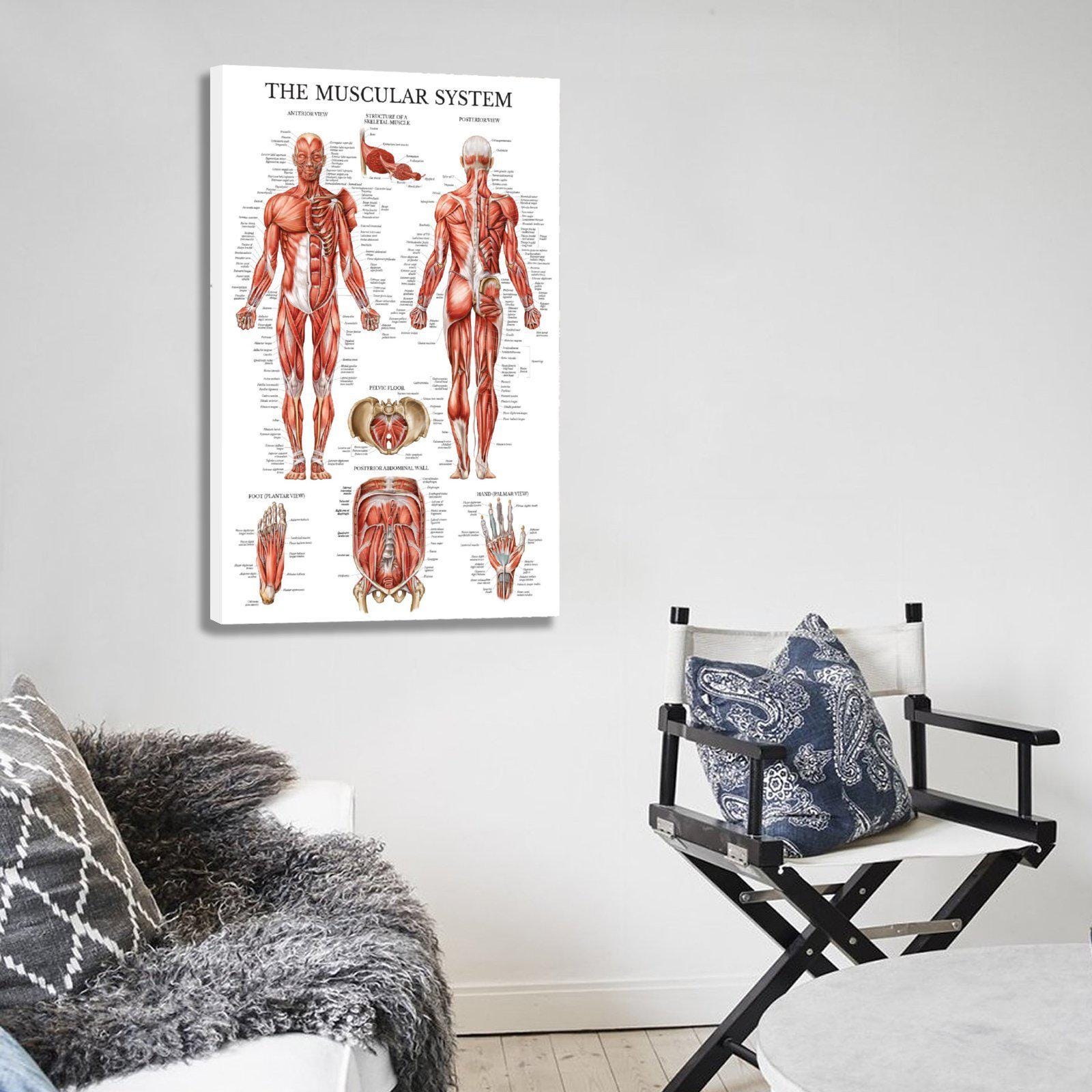Vintage Muscular System Anatomical Chart - Human Muscle Anatomy Canvas ...