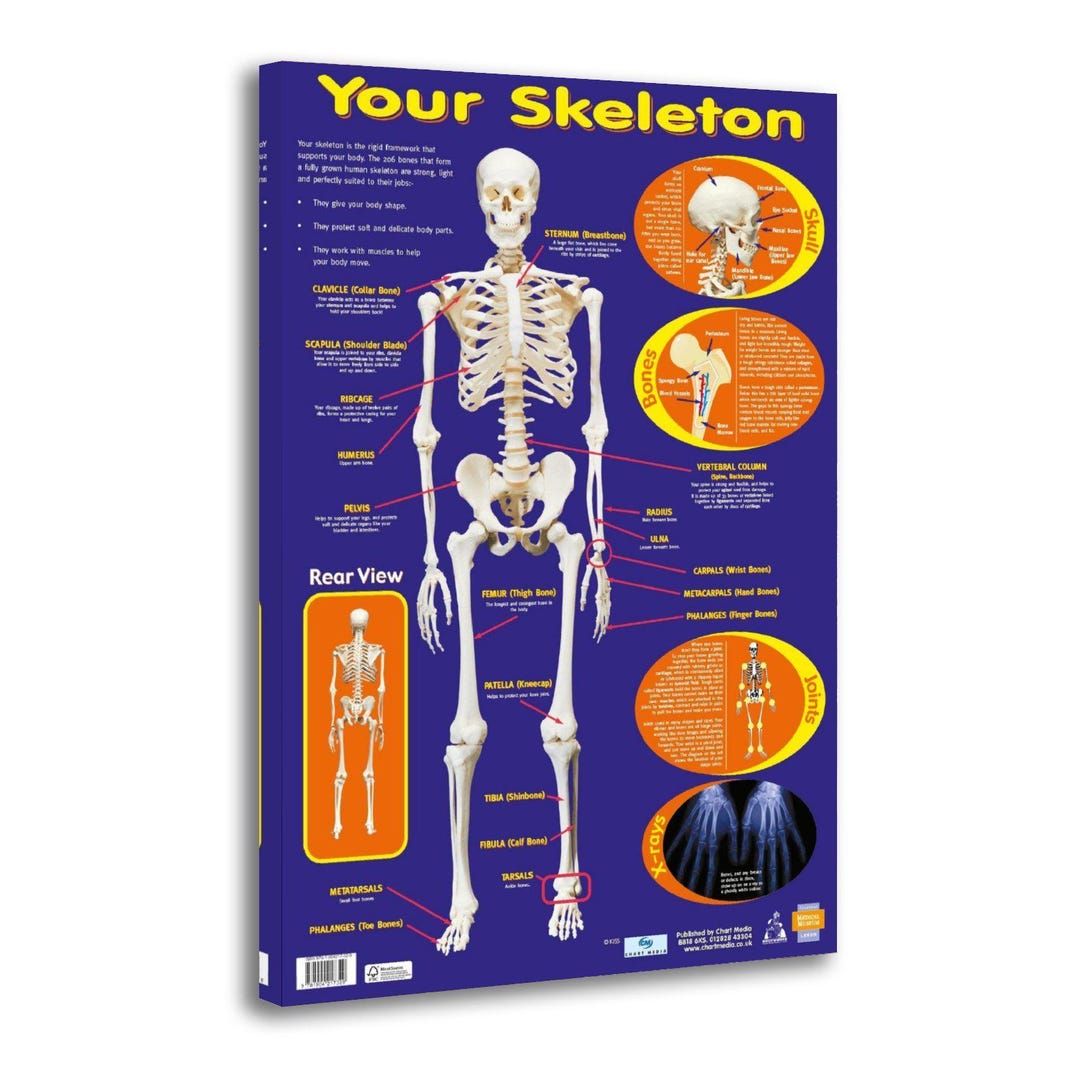 Skeletal System Anatomical Chart Human Skeleton Anatomy Canvas Wall Art ...